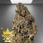 Scented Marker Weed Strain | High thai Weed dispensary in bangkok