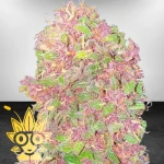 Strawberry Milkshake Weed Strain | High thai Weed dispensary in bangkok