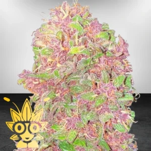 Strawberry Milkshake Weed Strain | High thai Weed dispensary in bangkok
