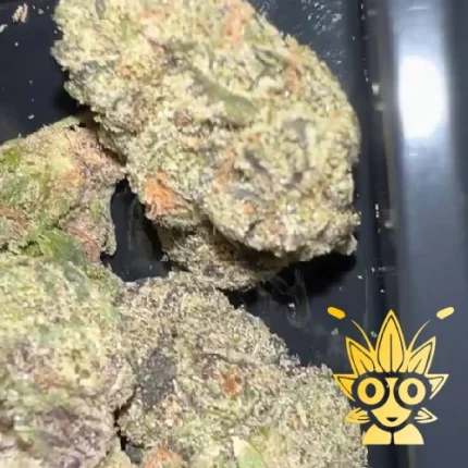 THE TENco SAMPLE Weed Strain | HIGH THAIWEED BANGKOK