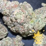THE TENco CHEESE BANGER CANNABIS Strain | HIGH THAI WEED