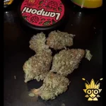 Lamponi from Kaki Exotic | high thai Weed dispensary