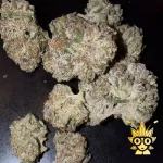 Lamponi from Kaki Exotic | high thai Weed dispensary