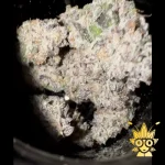 Zusherz Gas from Kaki Exotic | high thai Weed dispensary
