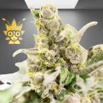 Thai Stick Weed Strain | thai Weed dispensary