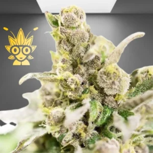 Thai Stick Weed Strain | thai Weed dispensary