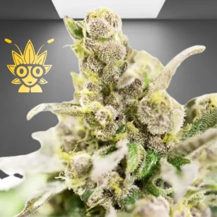 Thai Stick Weed Strain | thai Weed dispensary