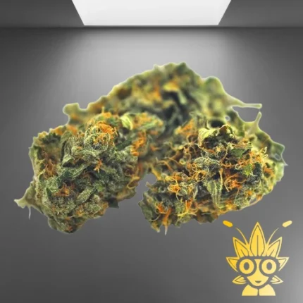 Skywalker Weed Strain | ThaiWeed Dispensary in bangkok