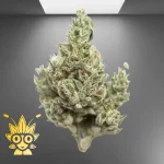 Thai Stick Weed Strain | thai Weed dispensary