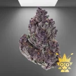 Granddaddy Purple Weed Strain | ThaiWeed Dispensary