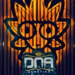 Kosher kush From DNA | High Thai Weed Bangkok