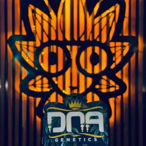 Kosher kush From DNA | High Thai Weed Bangkok