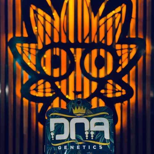 Kosher kush From DNA | High Thai Weed Bangkok