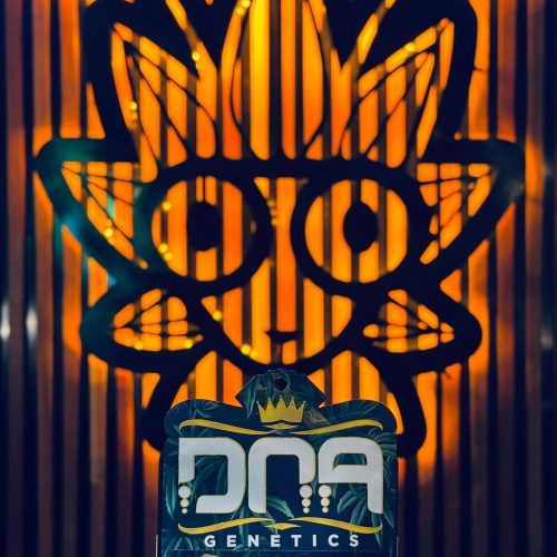 Chocolope Kush From DNA | High Thai Weed Bangkok