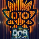 Persian Pear From DNA | High Thai Weed Bangkok