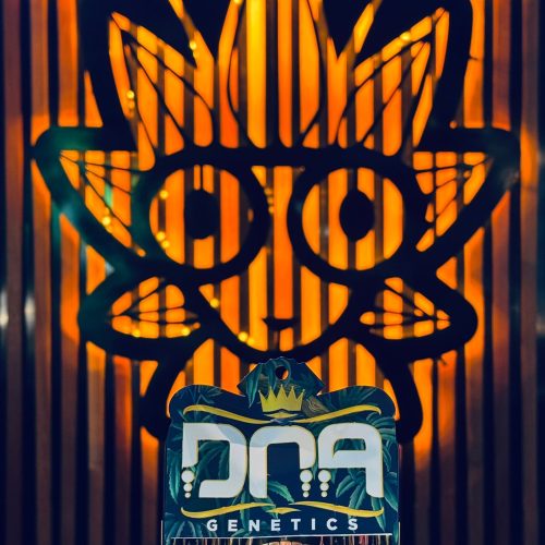 Persian Pear From DNA | High Thai Weed Bangkok