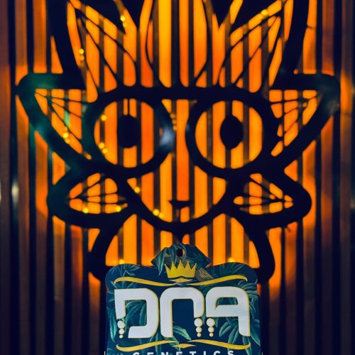 24K Gold From DNA | High Thai Weed Bangkok