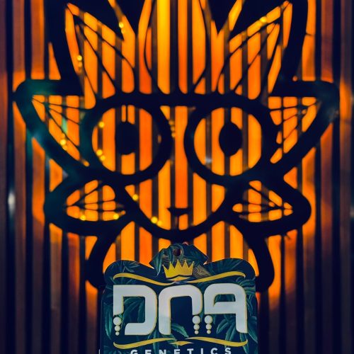 Gaz Money From DNA | High Thai Weed Bangkok