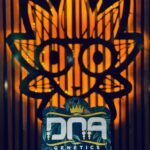 Original The Stinking Rose From DNA | High Thai Weed Bangkok
