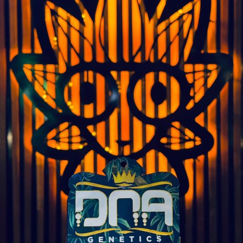 Original The Stinking Rose From DNA | High Thai Weed Bangkok