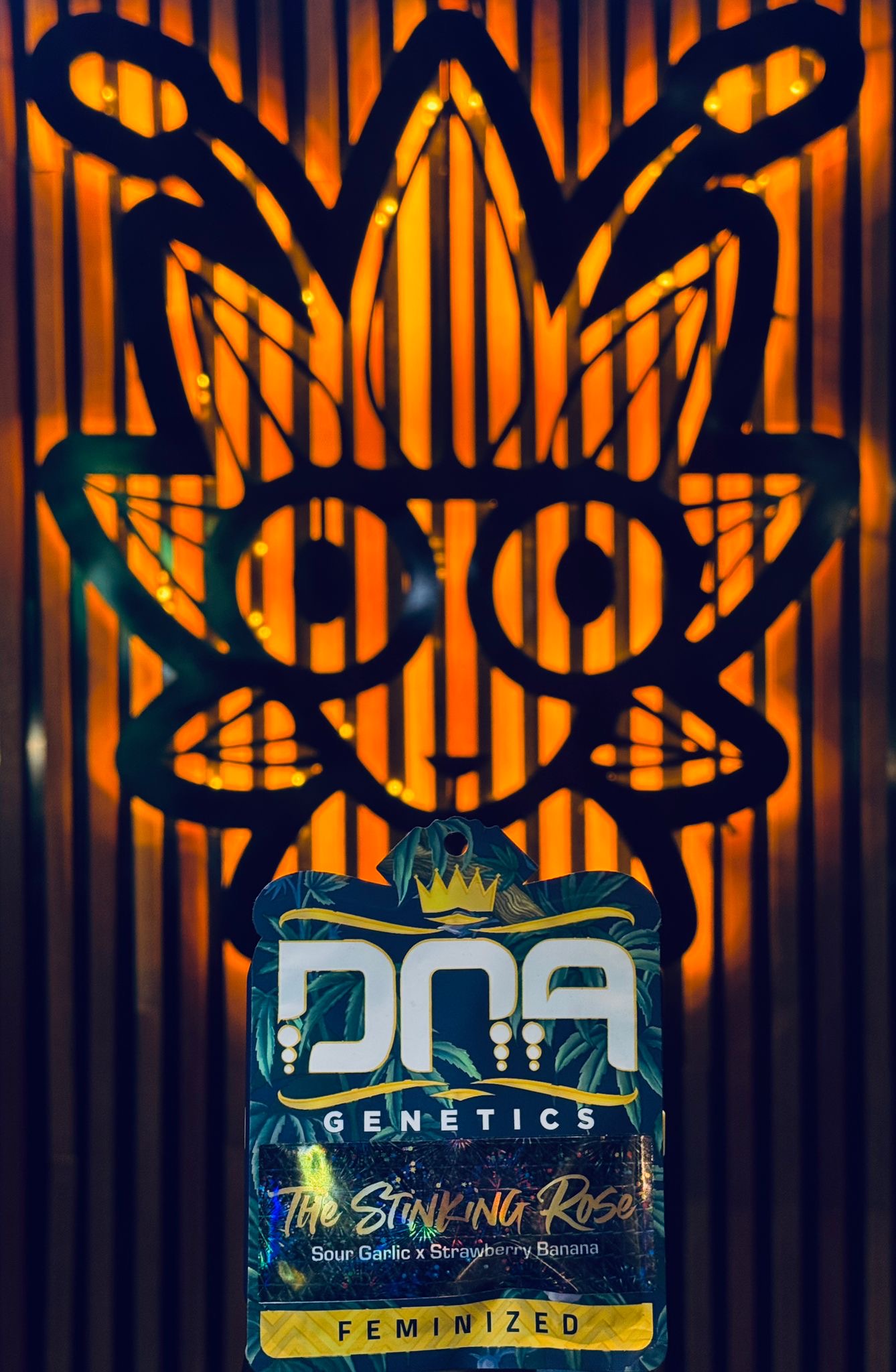 The Stinking Rose From DNA