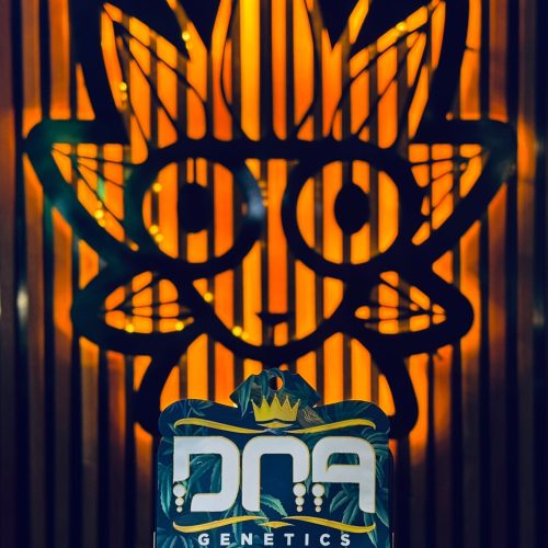 Original Chocolate Truffle Shuffle From DNA | High Thai Weed Bangkok