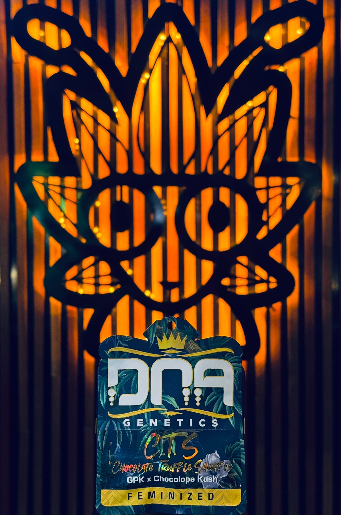 Chocolate Truffle Shuffle From DNA