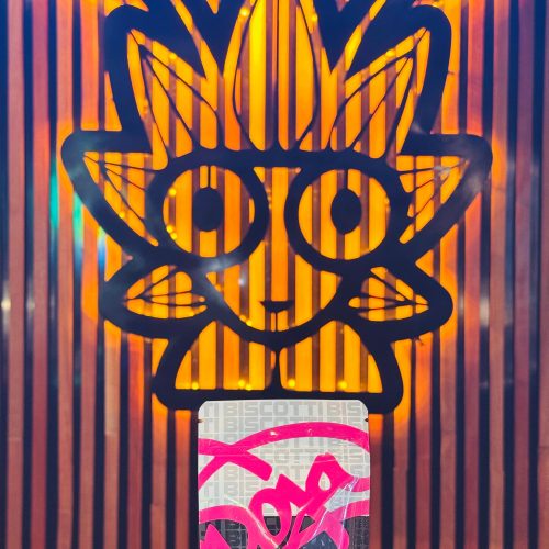 Zoapscotti Strain From Doja | High Thai Weed bangkok