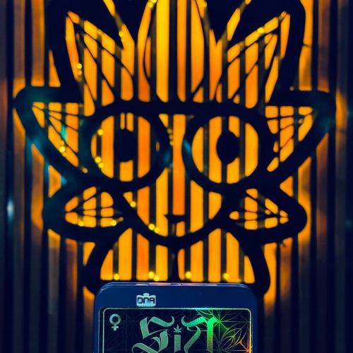 Pre roll From DNA Genetics | High thai Weed Bangkok