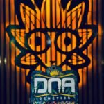 Chocolope From DNA Genetics | High Thai Weed Bangkok