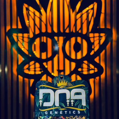 Chocolope From DNA Genetics | High Thai Weed Bangkok