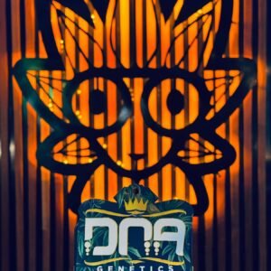 Gak Ooze From DNA | High Thai Weed Bangkok