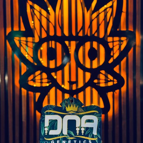 Gak Ooze From DNA | High Thai Weed Bangkok